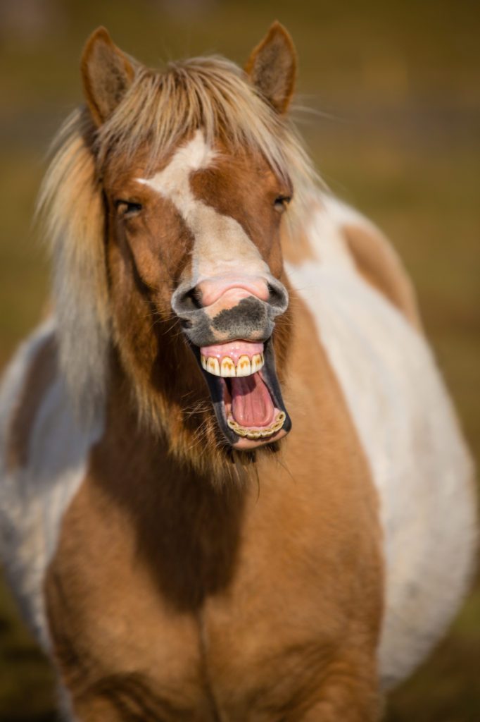 horse-teeth-682x1024.jpg