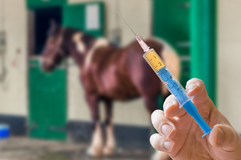 Vaccination and EHM Some Points to Consider Premier Equine Vet Service