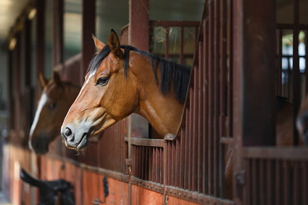 Mobile Equine Veterinarian in Lemont, IL