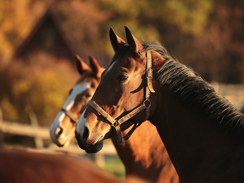 24 hour equine vet near me