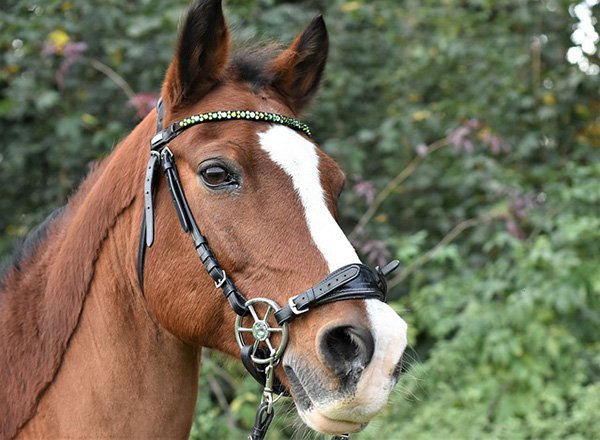 Equine Dentistry in Lemont, IL Equine Dentistry in Lemont, IL