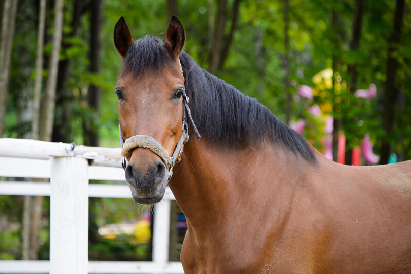 Joint Injections for Horses in Lemont, IL