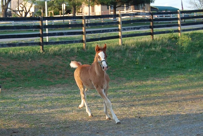 Joint Injections for Horses in Lemont, IL